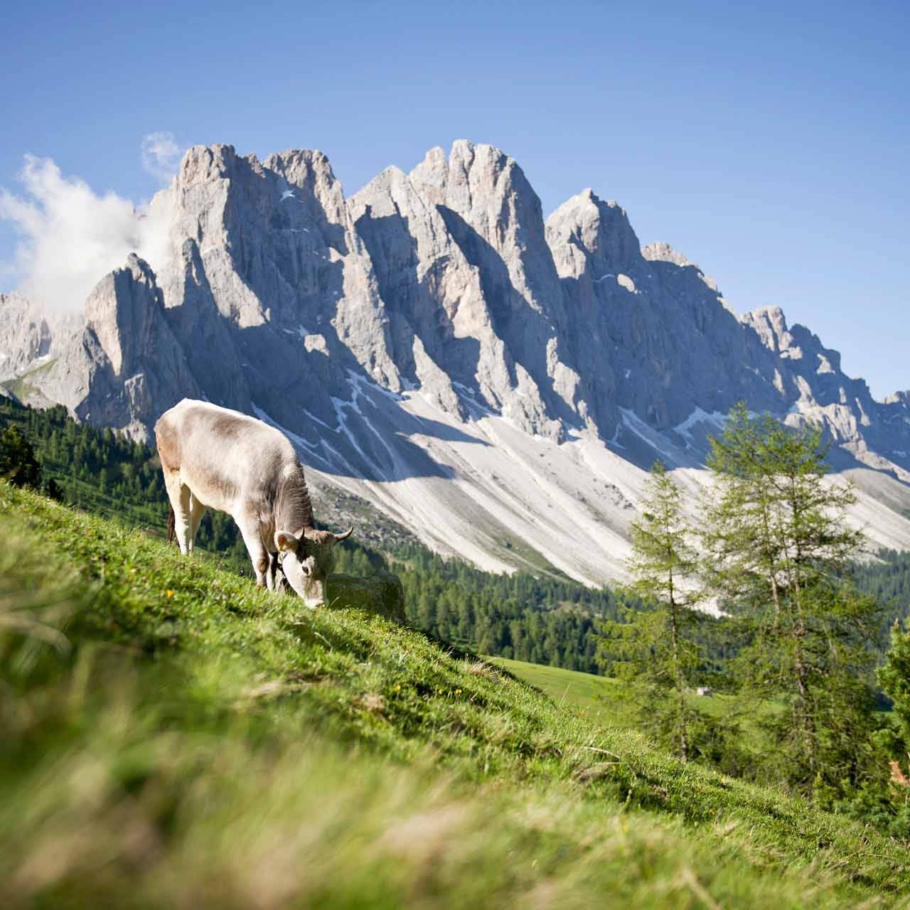 Ristorante Anna | Leonardi B&B Bed and Breakfast | Monclassico Val di Sole Trentino - Galleria Photo 03